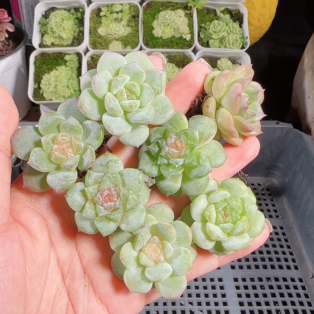 0807-,-5糖心珍妮