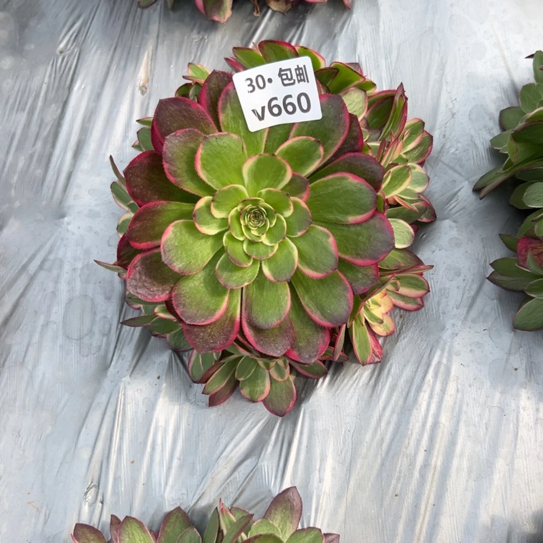 660青禾，多肉法师