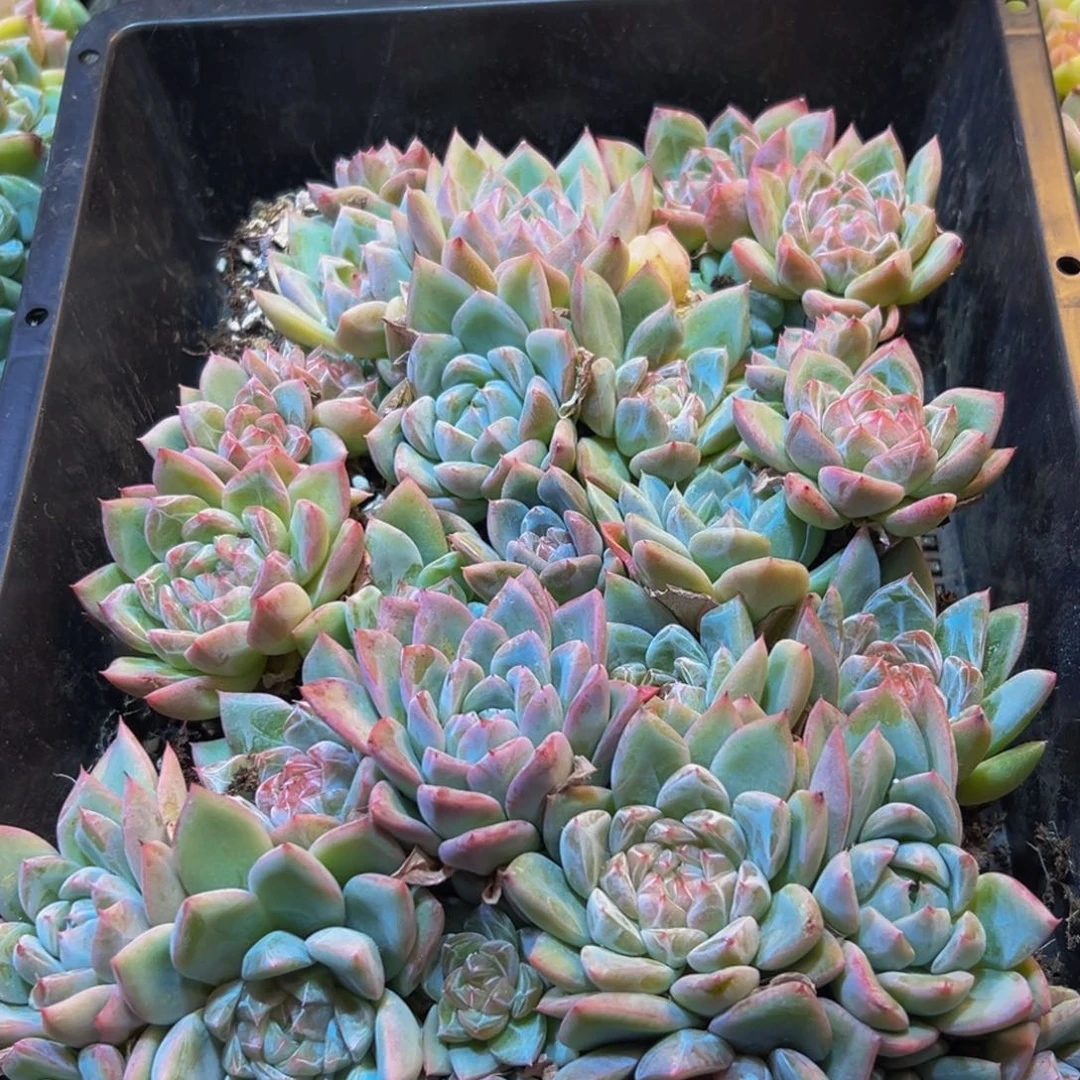 679分点点滴滴非常从v