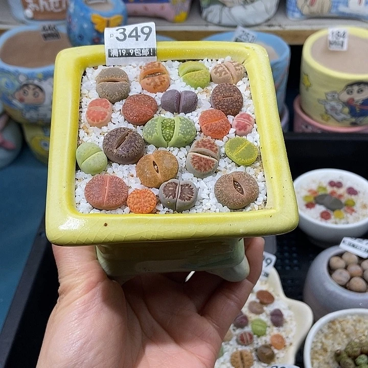 大舅生石花肉锥多肉349