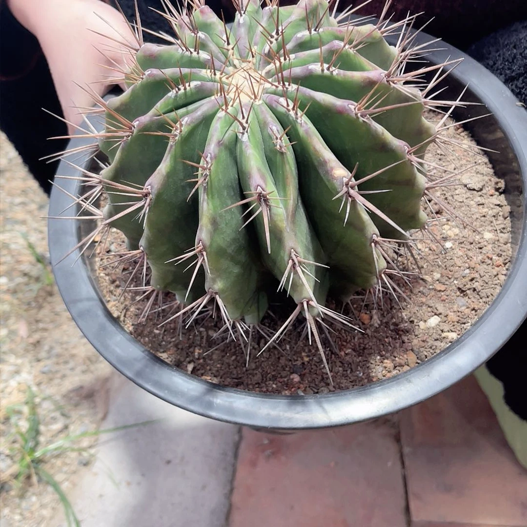 实生弁庆仙人球开花