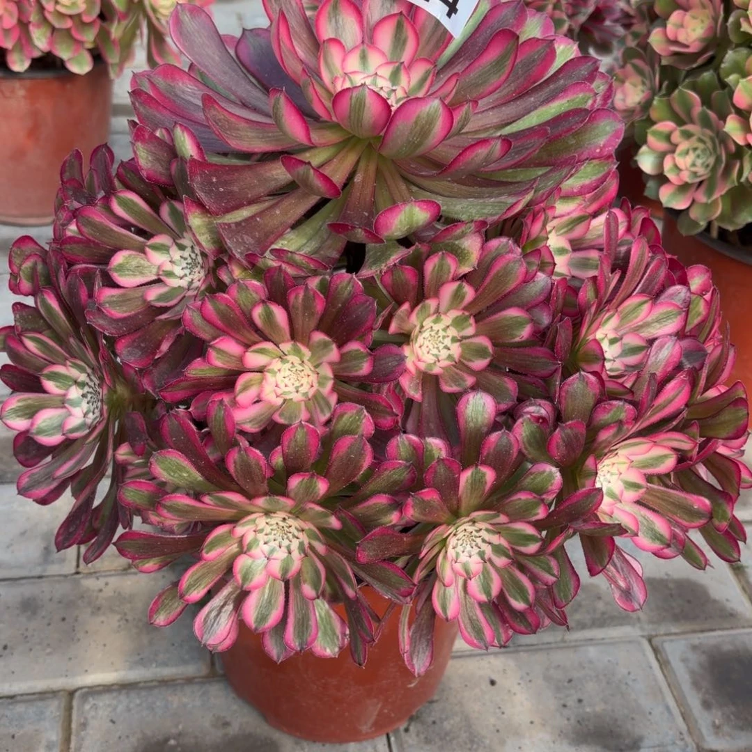 屋***空红铜超白锦老桩644肉肉肉