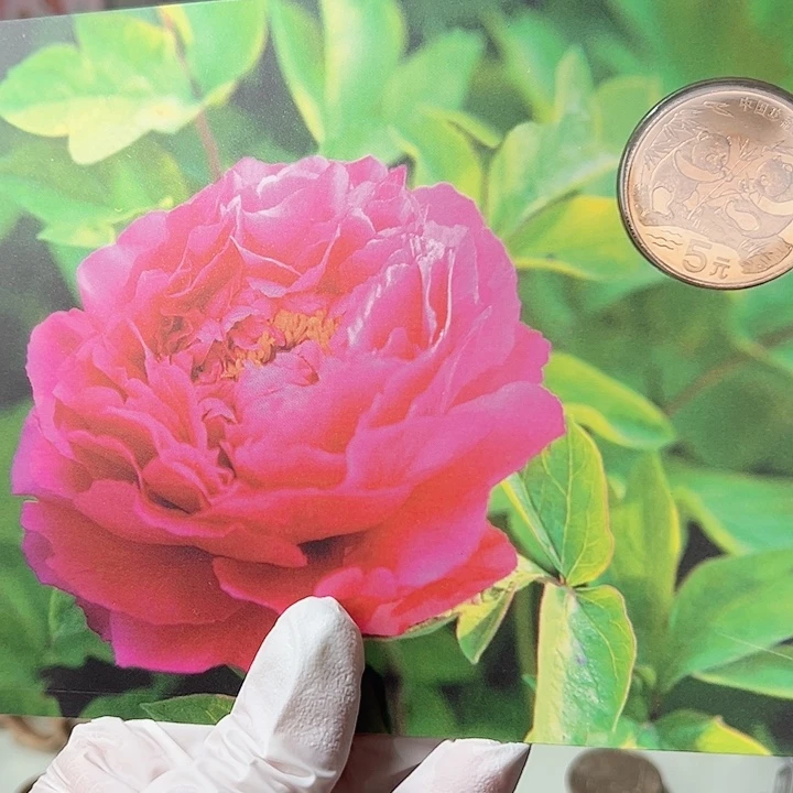 其他普通金属大熊猫四季卡春卡，，，