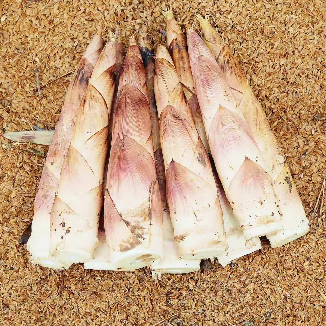 浙江临安天目山春笋雷笋5斤竹笋新鲜现挖3斤去老根脆嫩1斤2斤