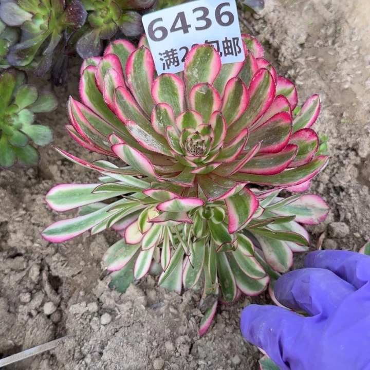 6436一号棚白月光D