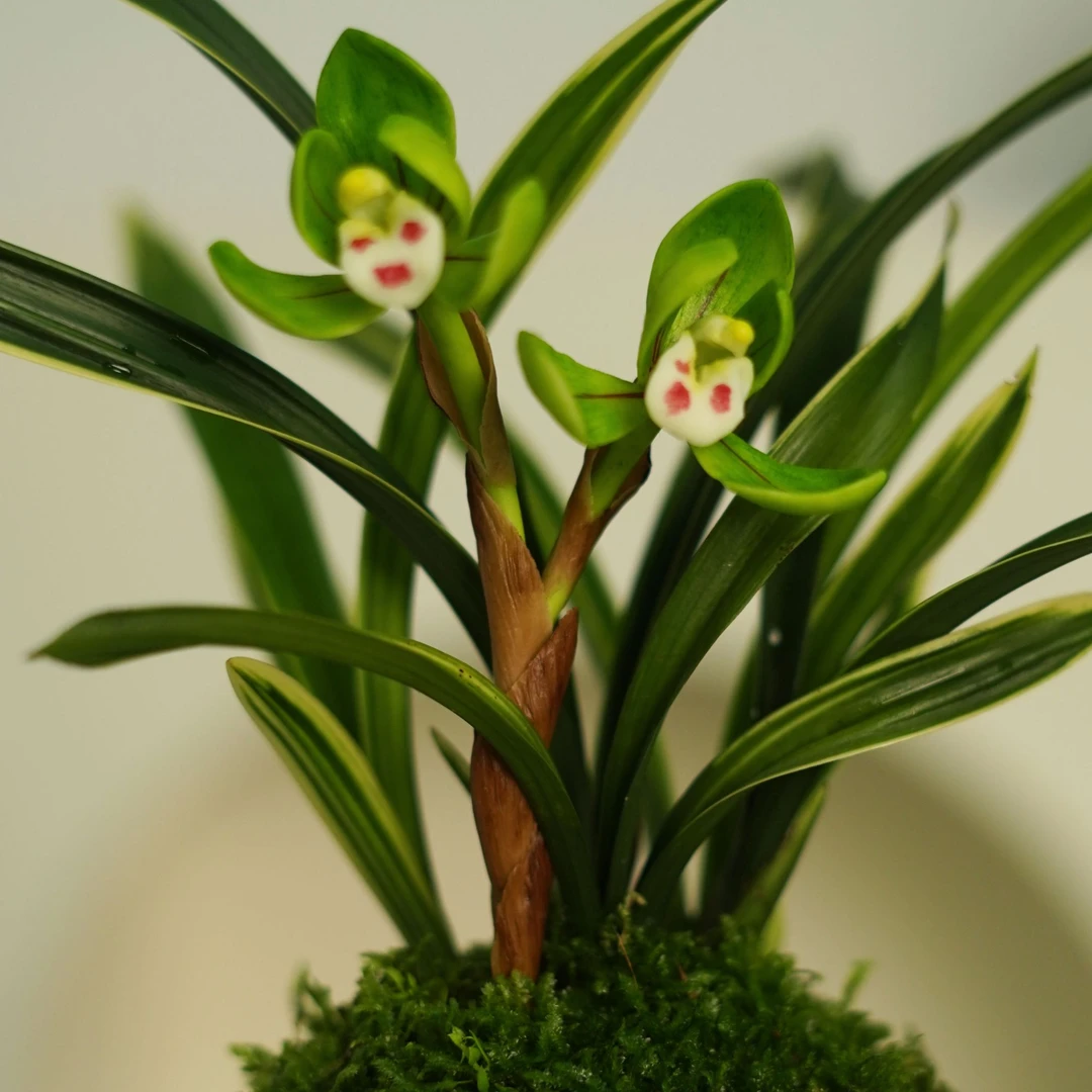 【福利】春兰玉露兰花苗 好养护裸根发货