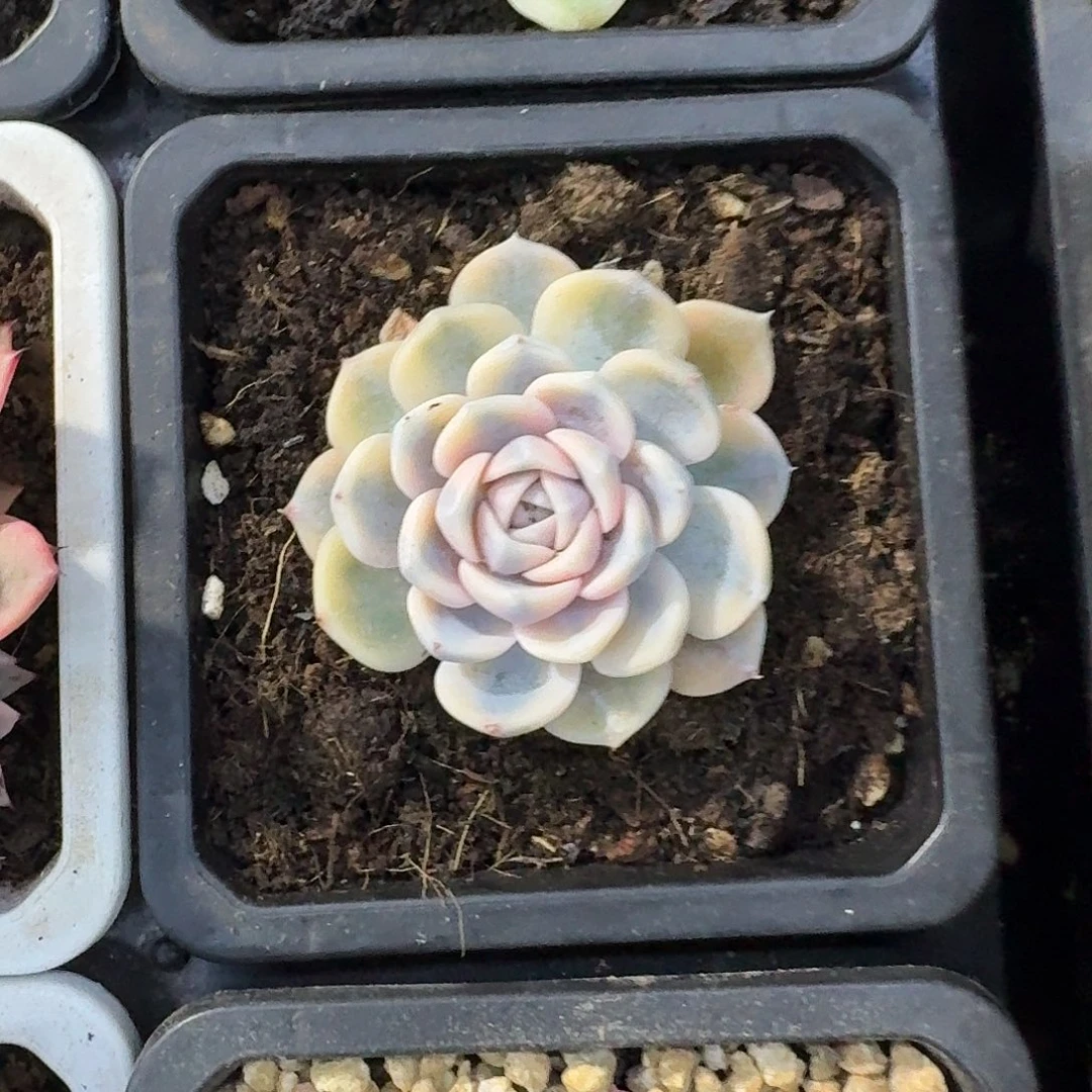 汉堡一物一拍好看