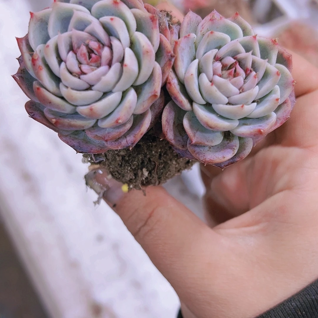 天鹅龙2个19包邮