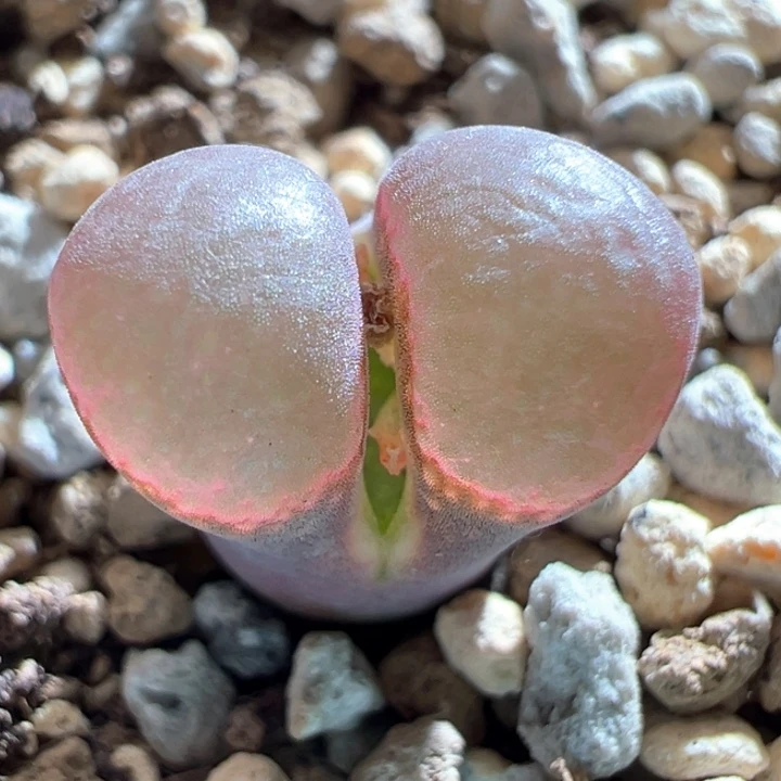 629。 优选新品冷香风铃1791。