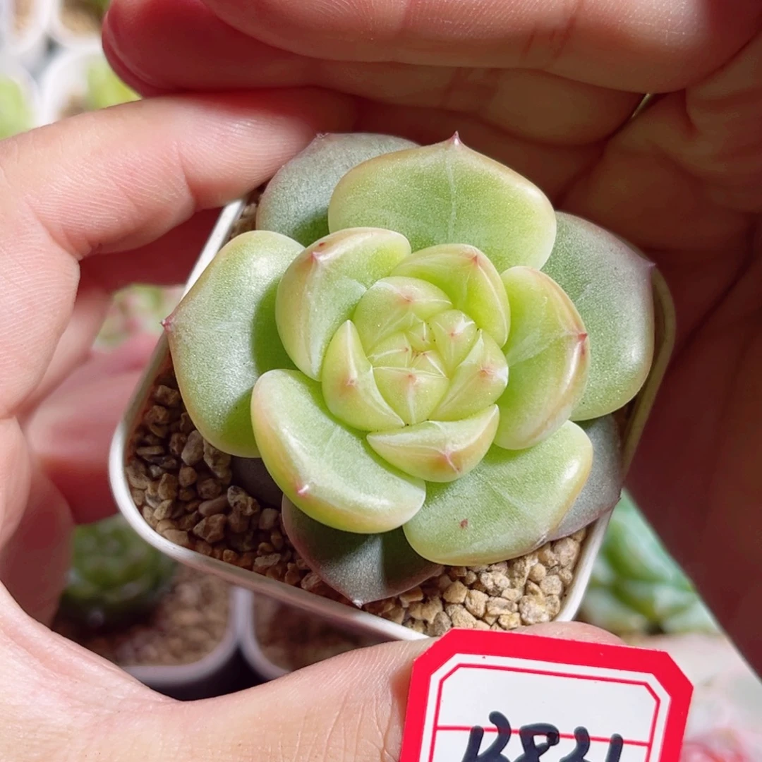 B831 一物一拍 轻寒