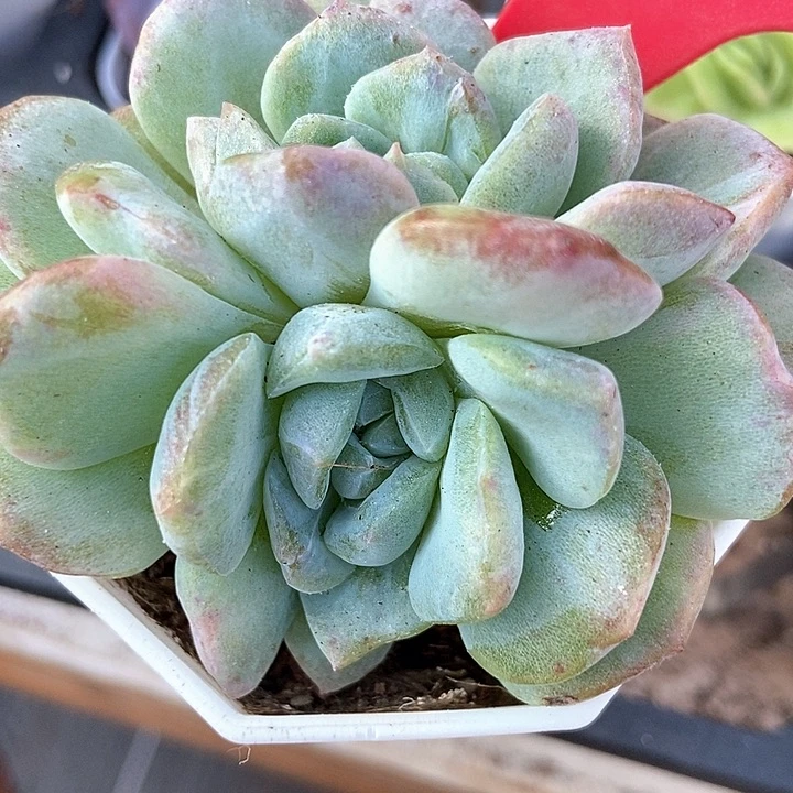 多肉植物冰魄石化3070