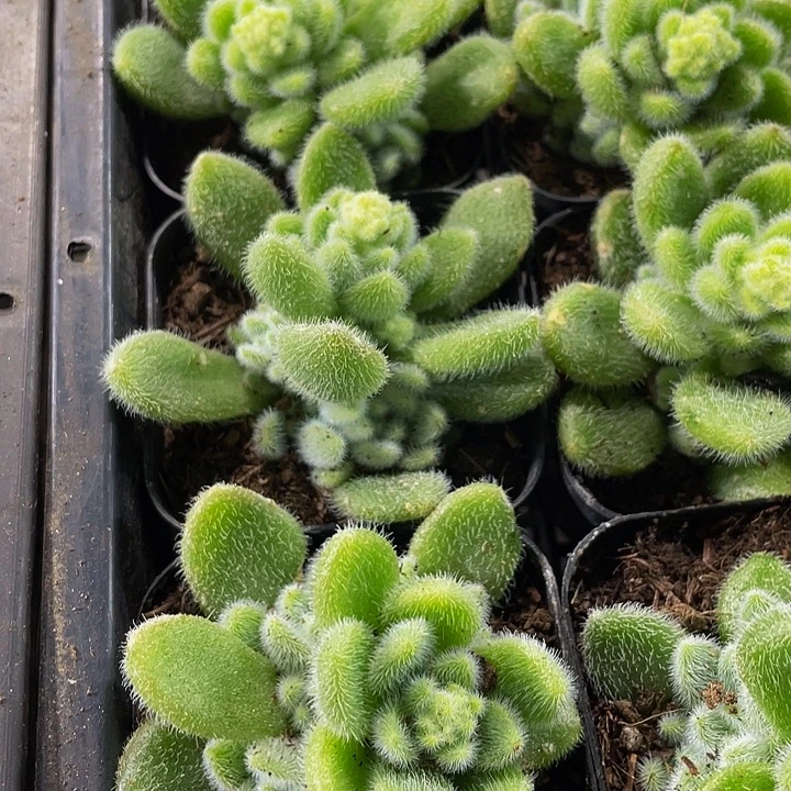 信冻泥带盆土发货