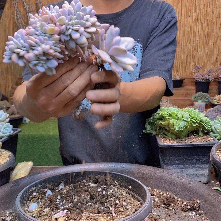 白***兰605号粉兔多肉植物