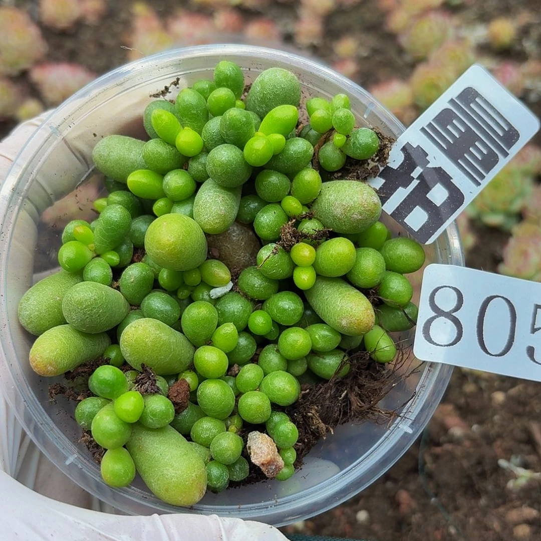 多肉植物多肉植物805量拍