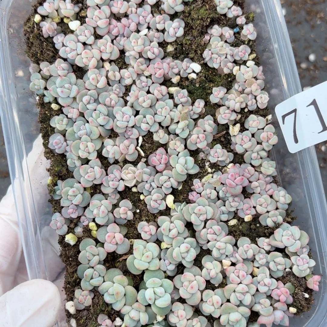 多肉植物多肉植物71