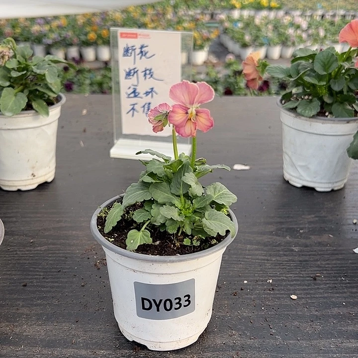 大部分花苞少量开放033号