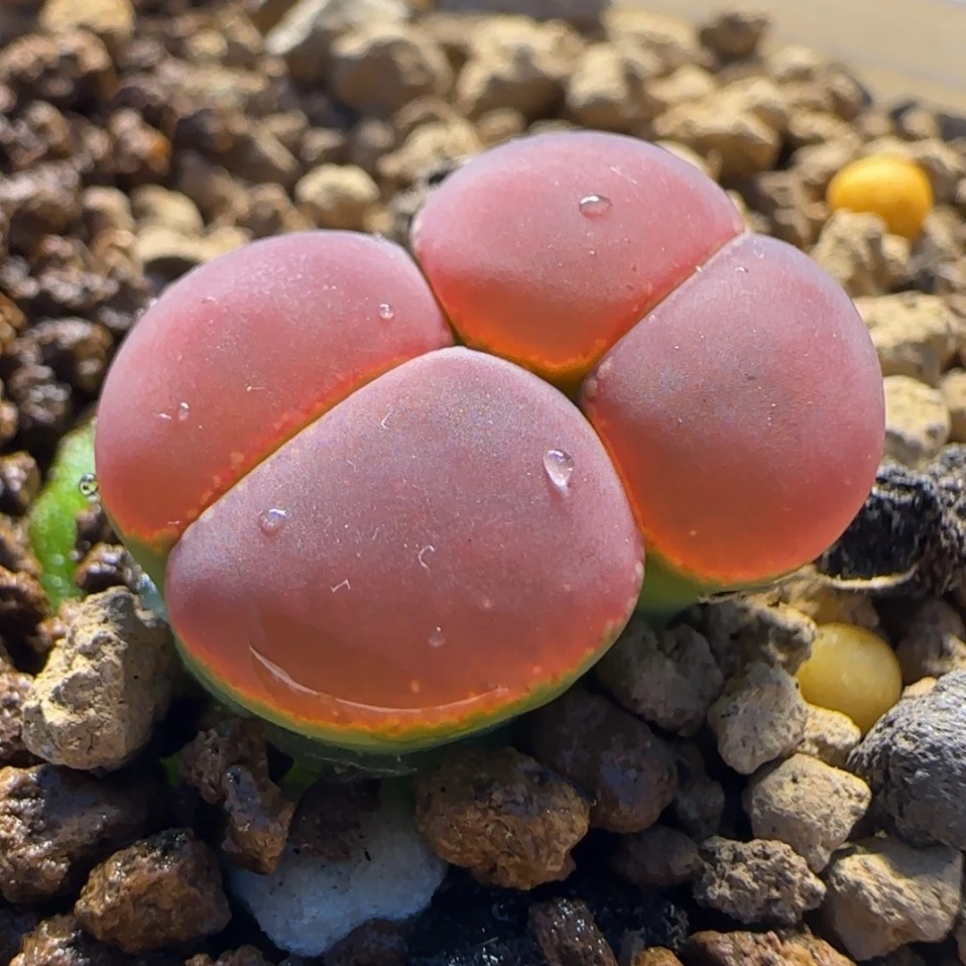 比利时KO 多肉植物百科