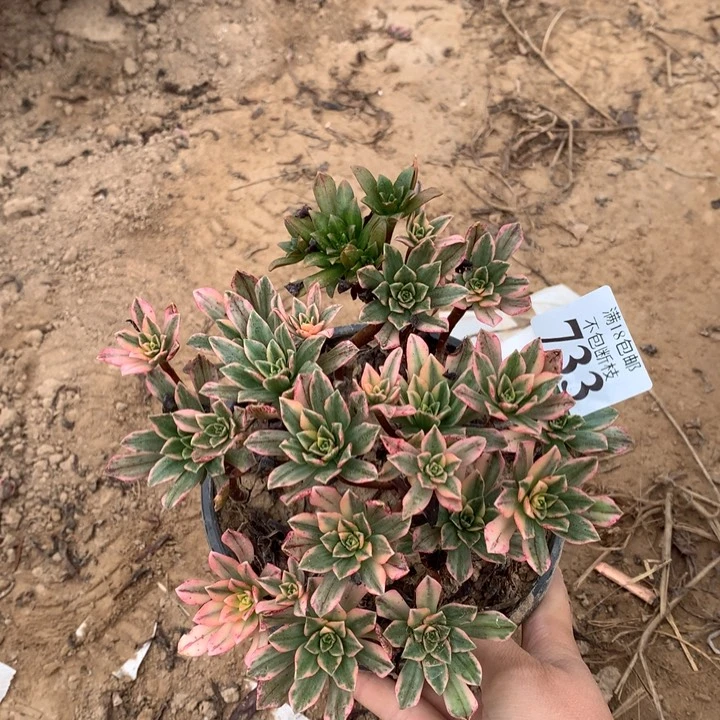 733甜茶手捧2号棚