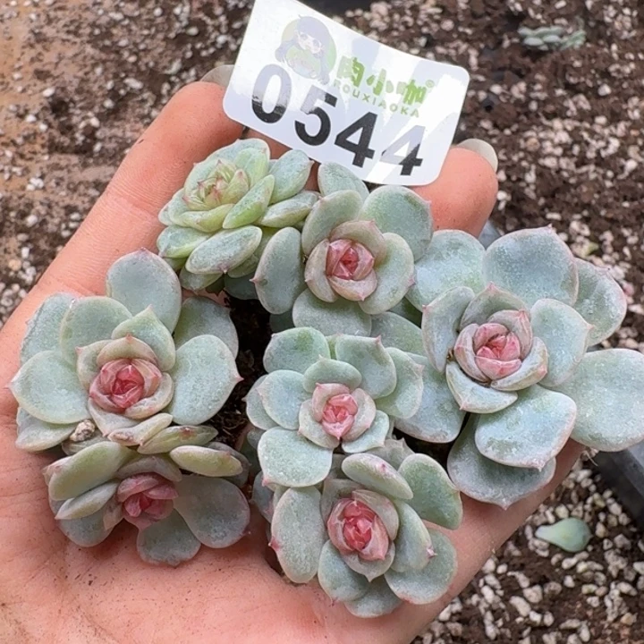 多肉植物多肉植物