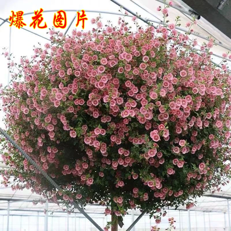 A1号一物一拍专用链接【45--50】小木槿棒棒糖