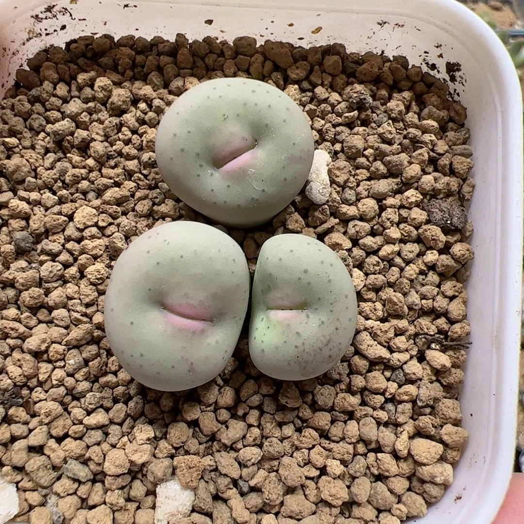 【闪购商品】155 奶油嘴