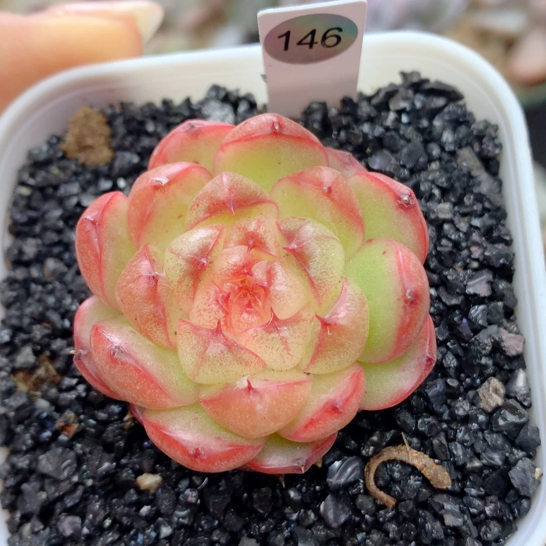 58包邮  群生不包整146