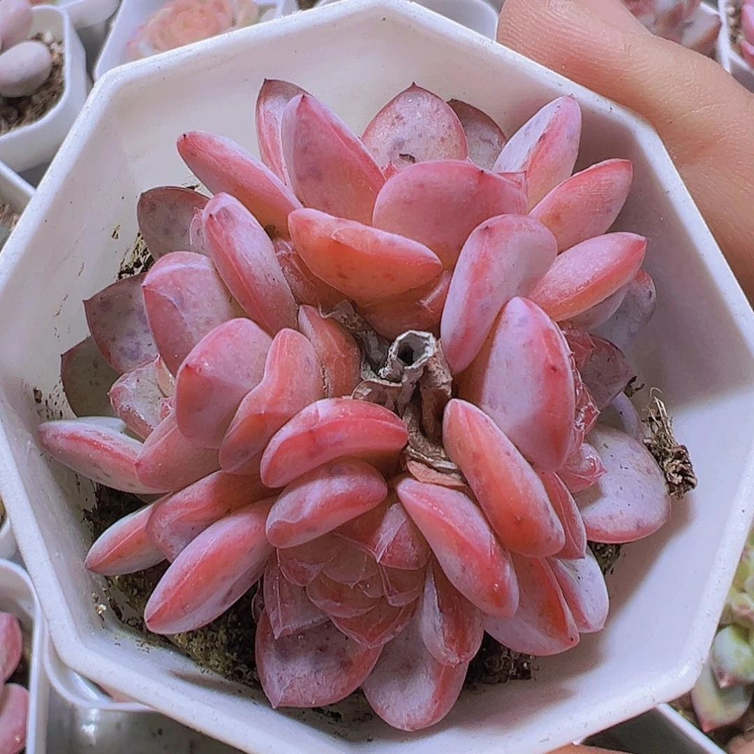 4头起星星珍妮19包邮