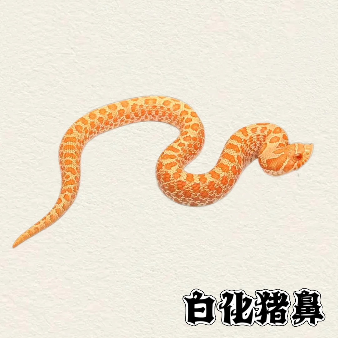 小猪鼻苗子随机发！包邮包活包健康！热门观赏宠物适合新手温顺好养