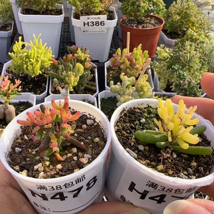 福利477-478糖球黄锦A假飞机猪