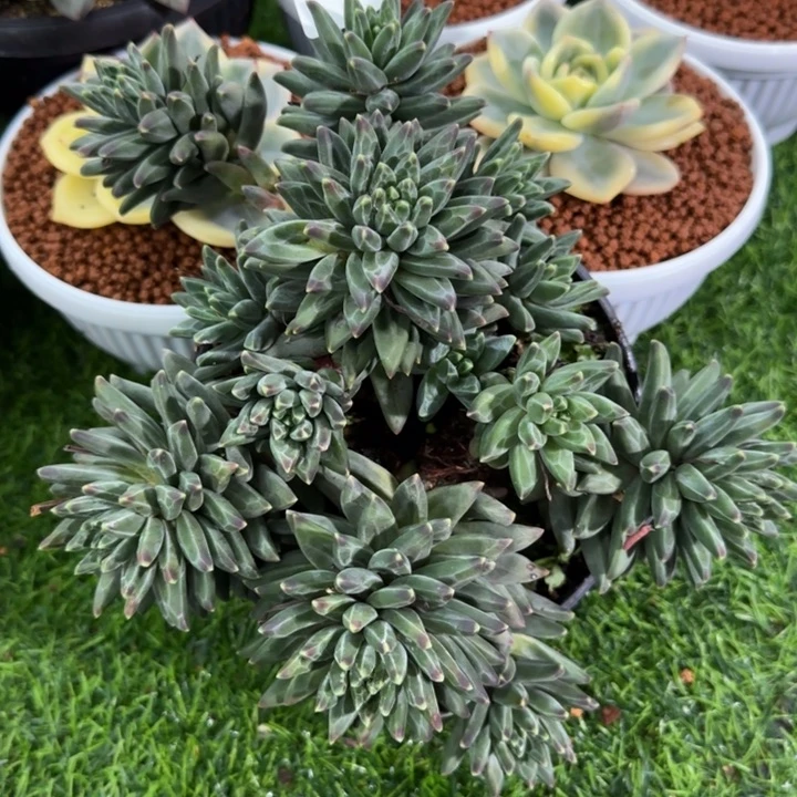 1595乌拉克拉群多肉植物的