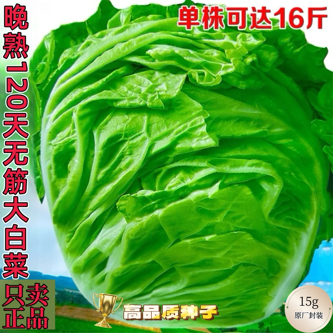 高产春夏秋四季农家大白菜耐寒耐热冬储火锅菜种植草莓芦蒿种子