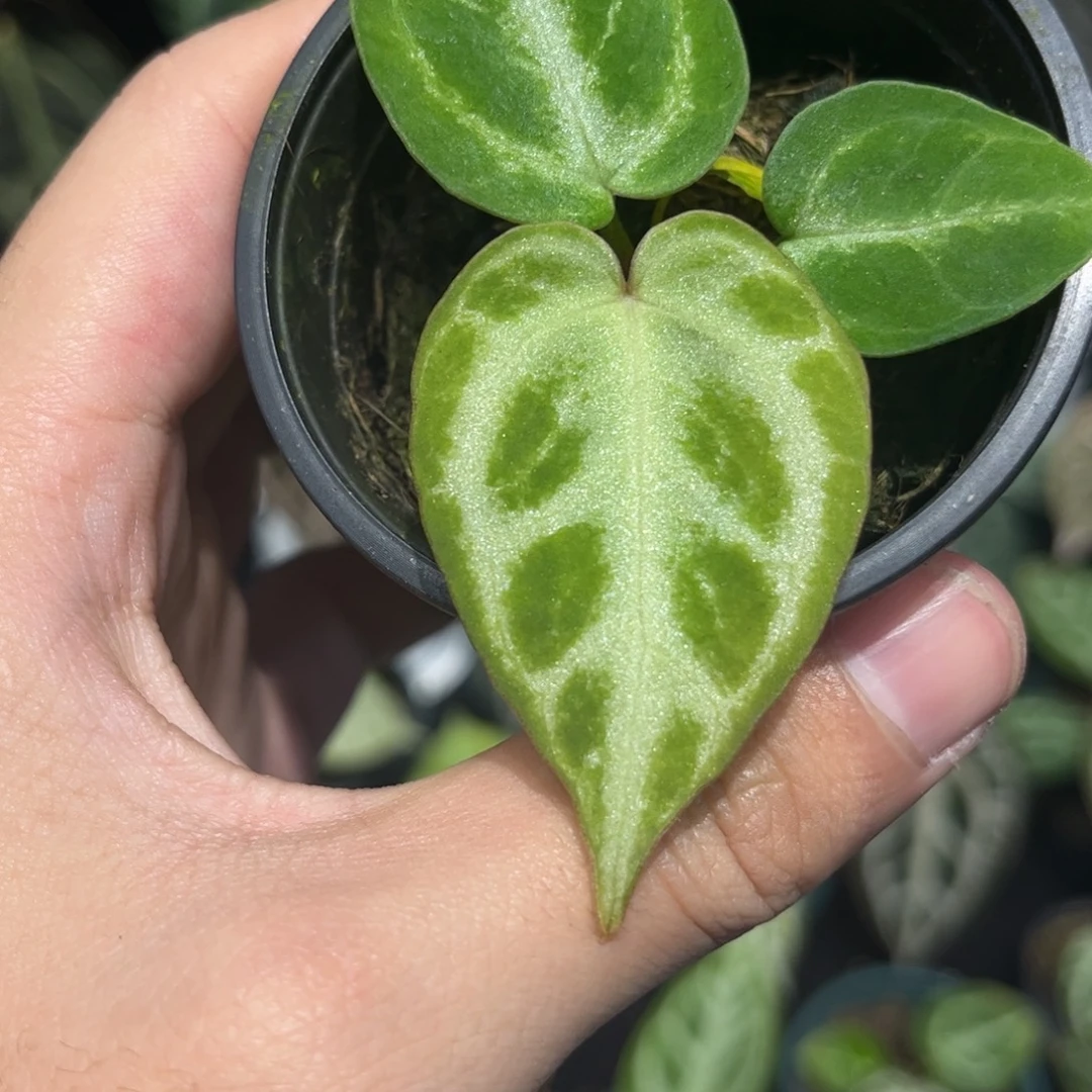 不开花植物银虎杂银刷子
