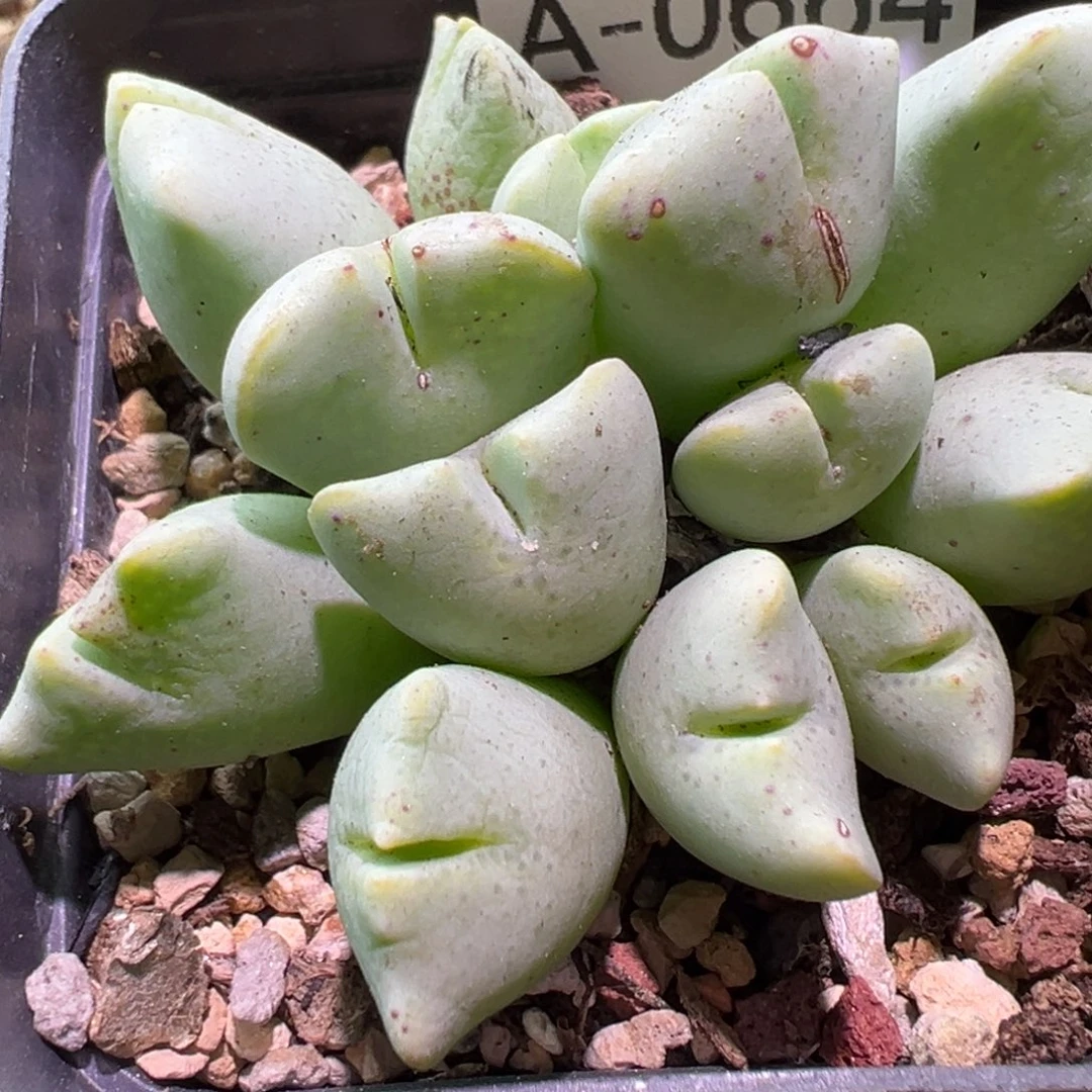 肉植物111多种111