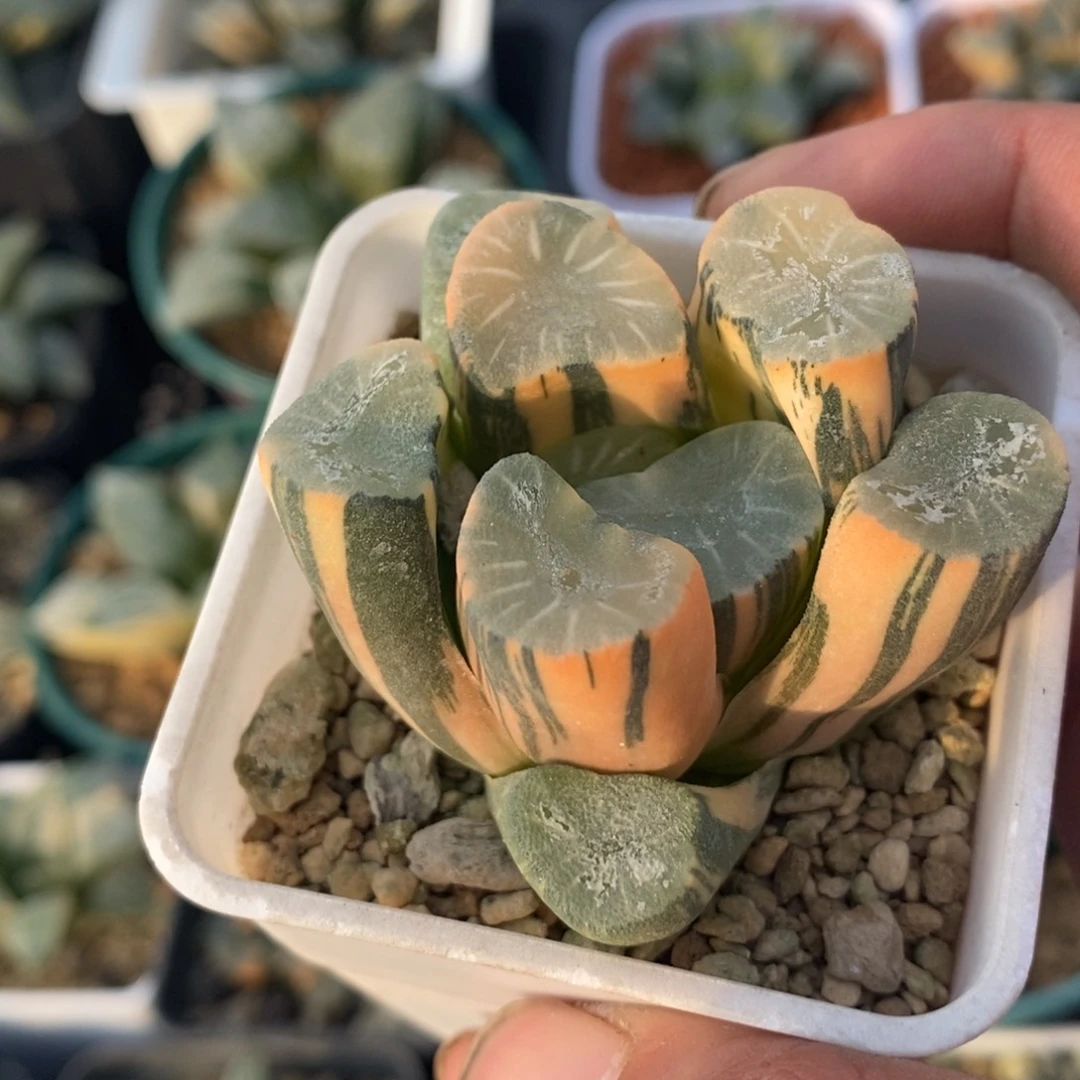 一颗实生白瓷X飞鸟万象锦