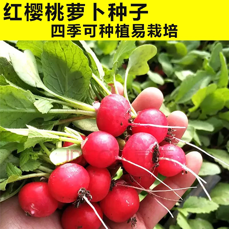 红樱桃萝卜种子甜脆水果萝卜种子农家老品种阳台田园四季种植蔬菜