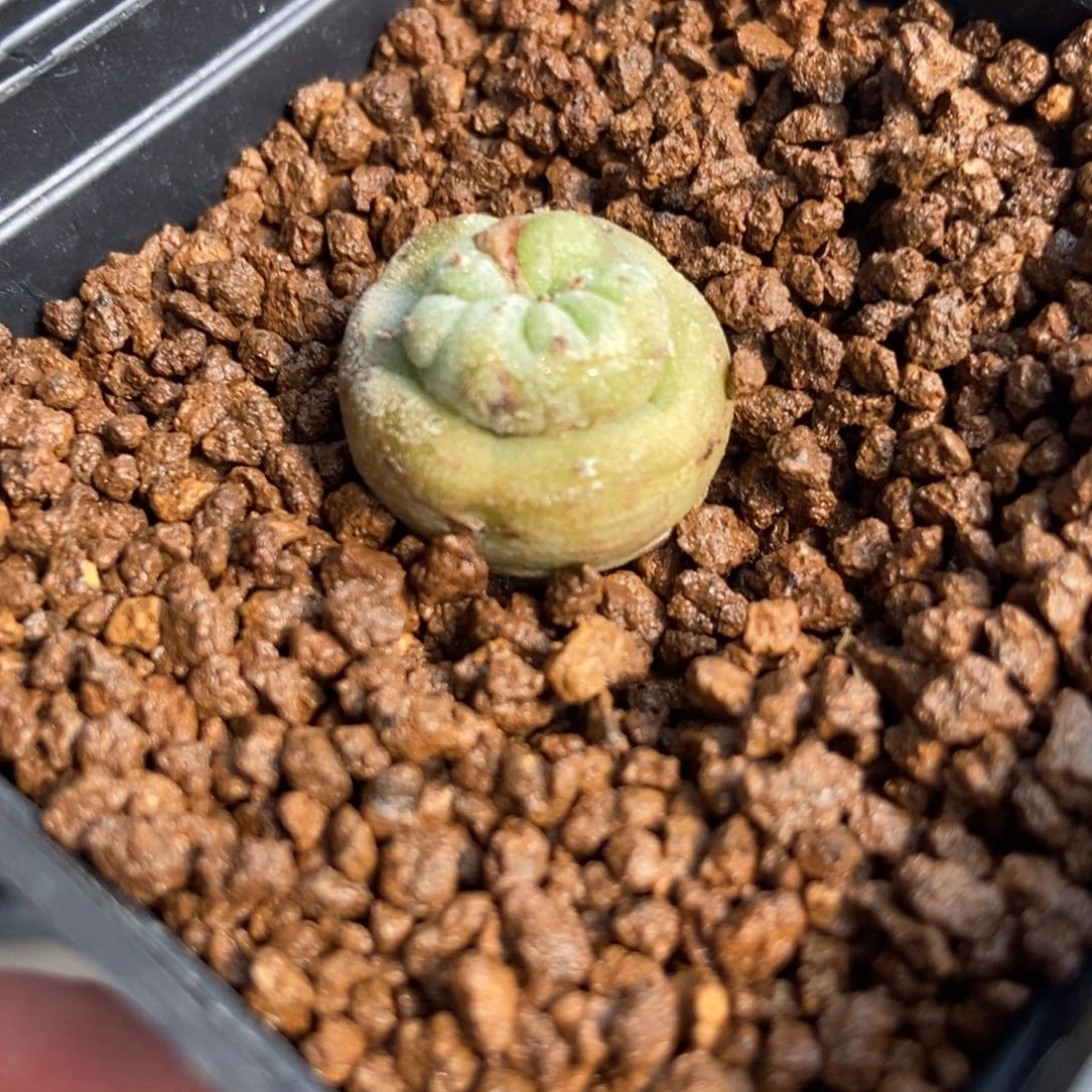 Y无刺仙人球开花了