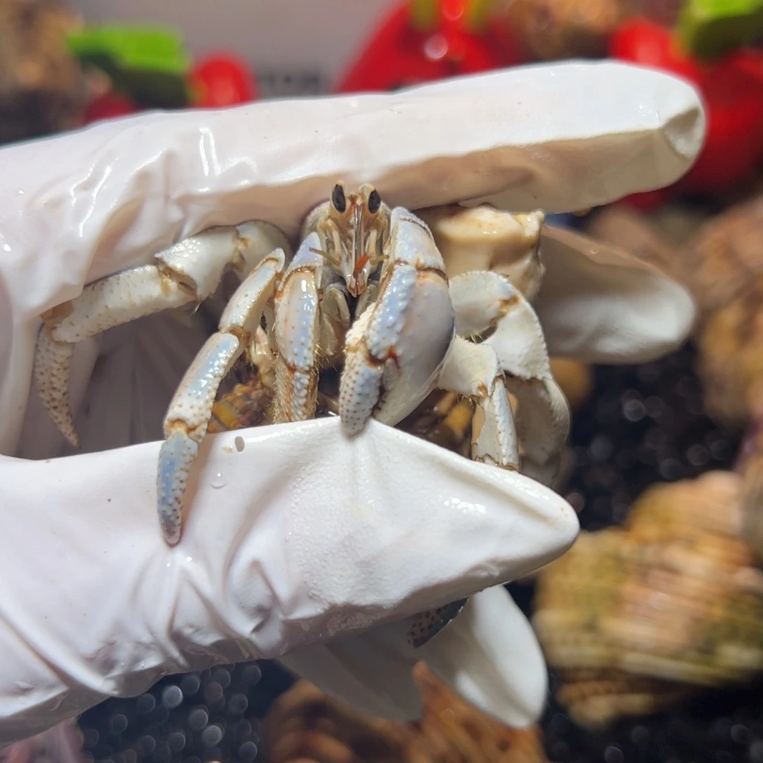 冰蓝紫陆口2.5口稍微磨尖