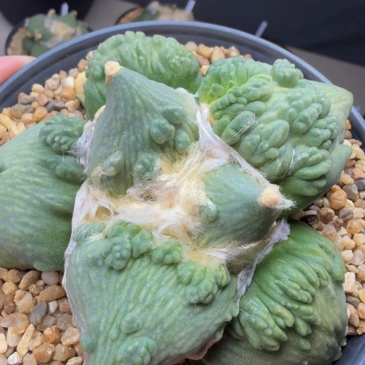 绵羊外星怒带锦基因