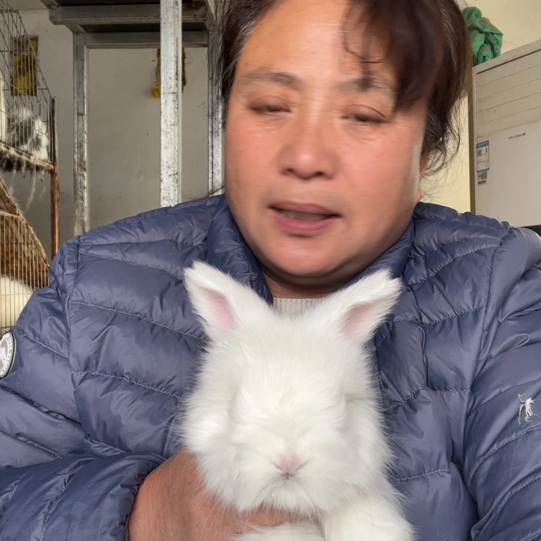 英系安哥拉宠物兔子