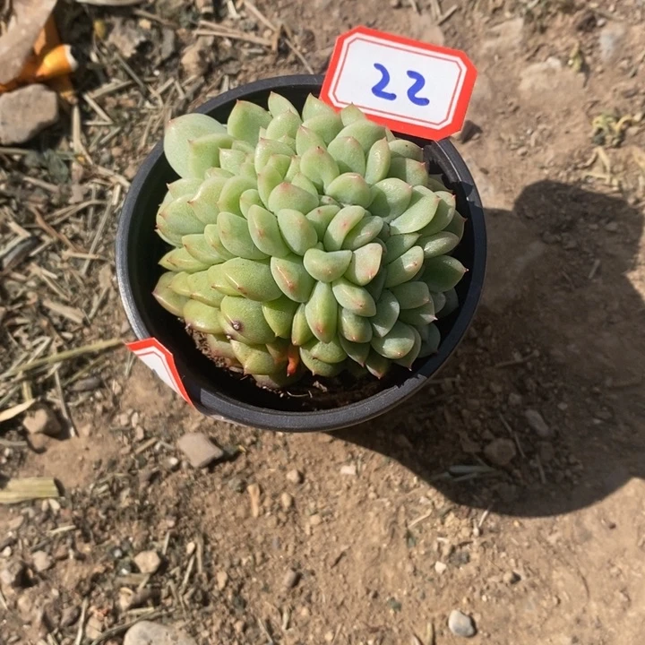 青****?一物一拍香槟咋22
