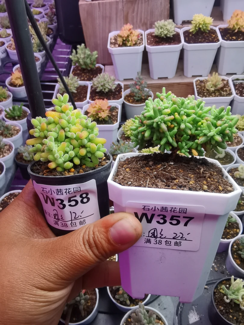 团团妈专拍多肉植物枝干番杏小小米蜜橘