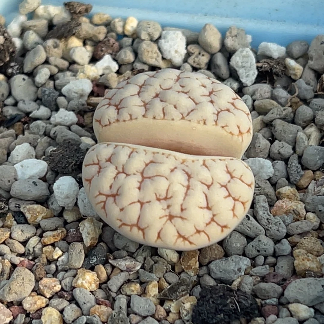 9075劈腿蜜纹189一颗