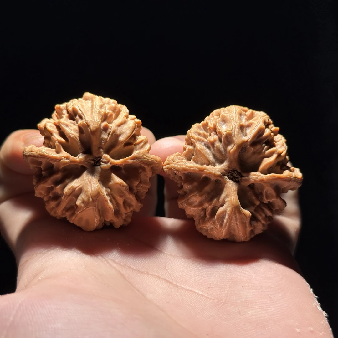 矮桩苹果园41尺寸一尺一克