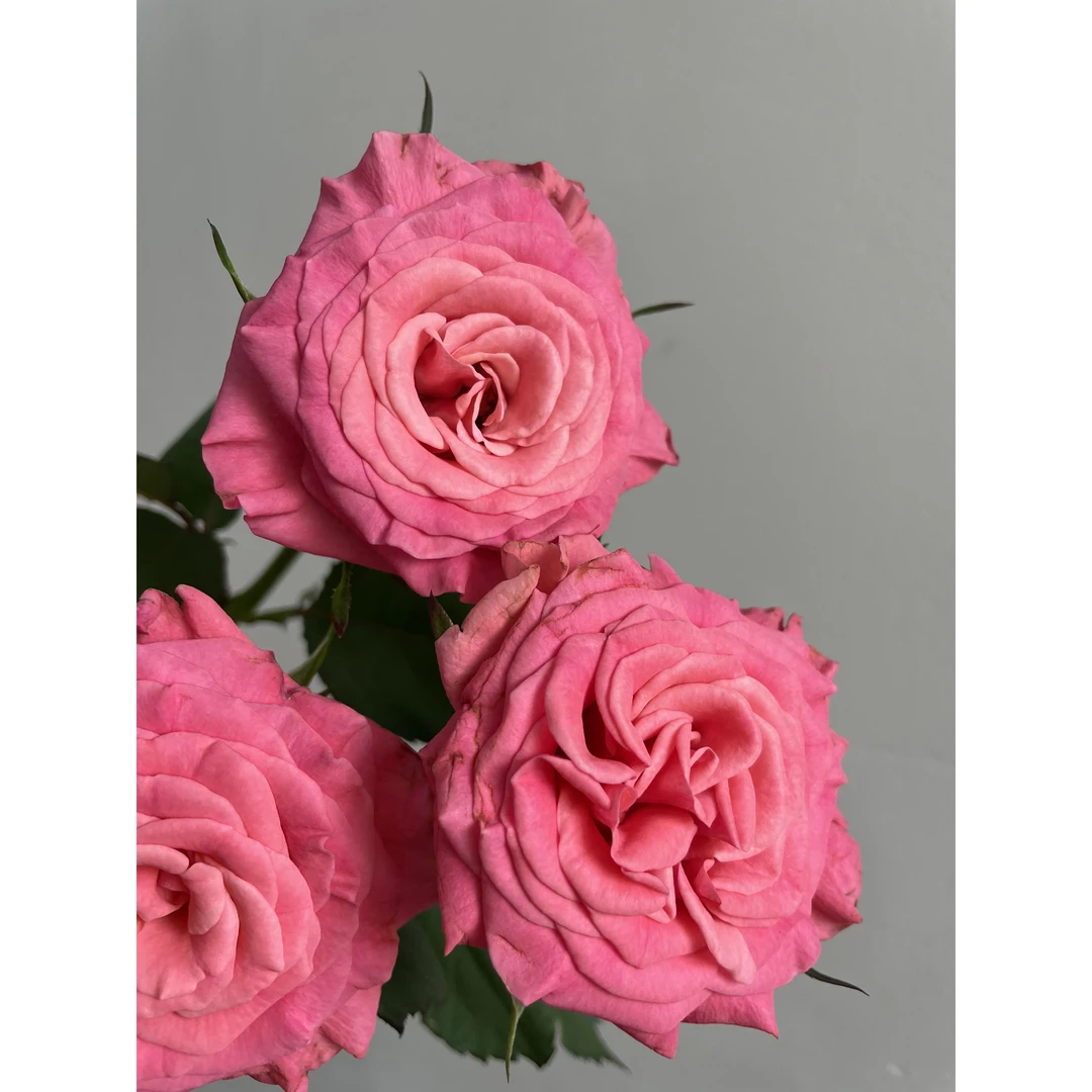 68少女梦境10支+玫红腊梅一小把+粉单瓣紫罗兰一把+小桃红康10支