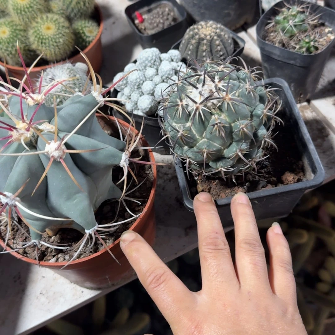 琪***琪图可口可乐可口可乐