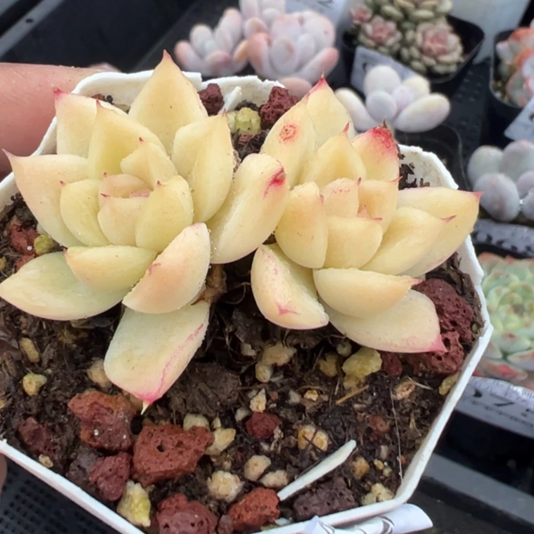 077号麦秆东云杂一物一拍满18包邮满26送一颗多肉