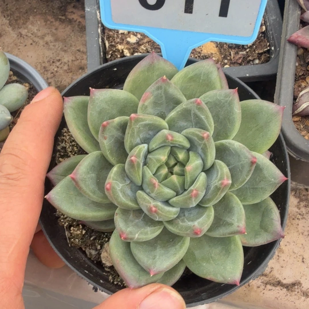 多肉植物一物一拍011