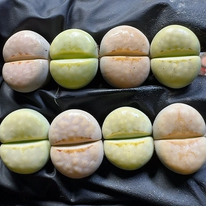 生石花1111211。   189