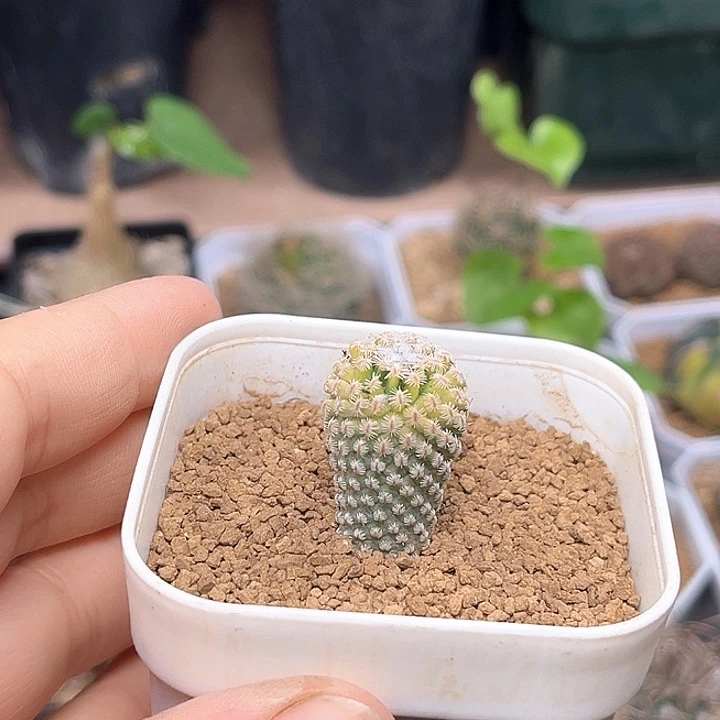 海胆娇丽锦实生球1.8cm