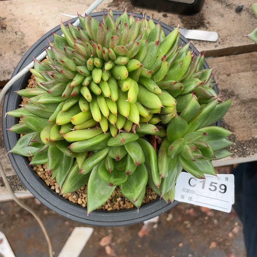 若如东云单拍C159